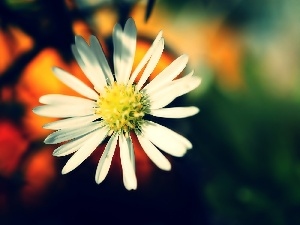 glamour, daisy, White, Flower