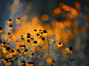 glamour, Rudbeckia, Yellow, Flowers