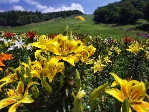 Meadow, gliders, lilies