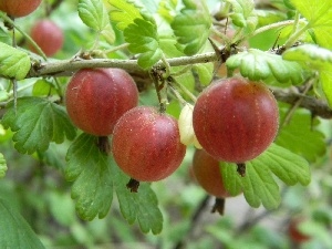 Fruits, gooseberry, Red