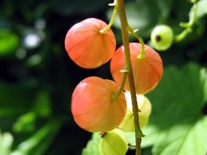 Red, gooseberry, maturing