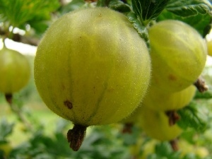 ripe, gooseberry, Fruits