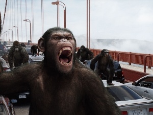 gorillas, monkey, bridge, cars