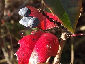 Granate, Leaf, holly, fruit, Red
