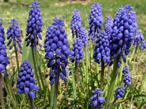 Armenian grape hyacinth