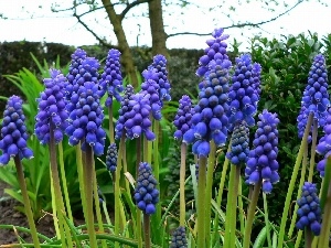 Armenian grape hyacinth