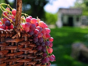 Grapes, basket