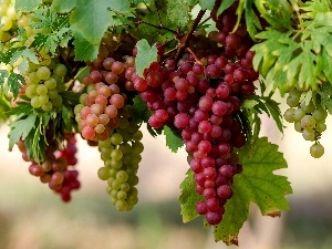 bunches, grapes, Mature
