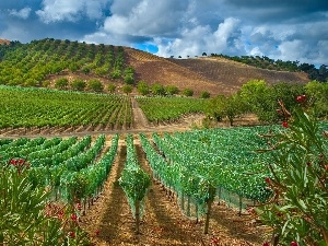 Bush, Grapes, vineyard