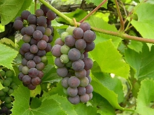 dark, Grapes, maturing