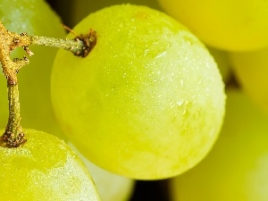 Grapes, Yellow