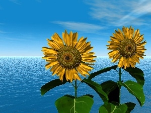 graphics, Nice sunflowers, Sky, Computer, sea