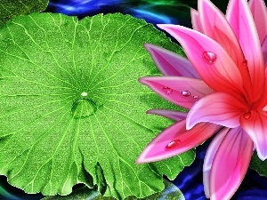 graphics, Leaf, Lily, green ones