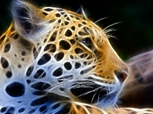 graphics, Leopards