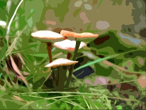 graphics, mushroom
