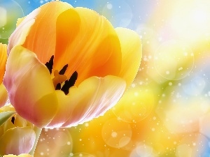 Tulips, graphics, Yellow