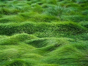 grass