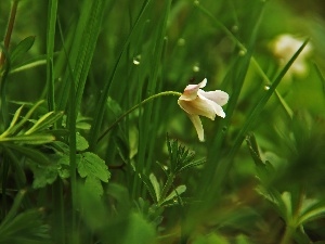 grass, Colourfull Flowers, anemone, White