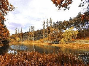 grass, viewes, River, autumn, trees