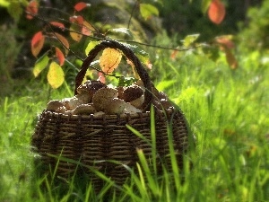 grass, mushrooms, basket, full