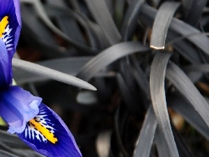 grass, Gray, blue, iris