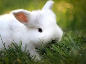 grass, Bunny