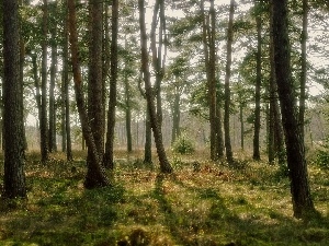 grass, pine, trees, Bush, viewes