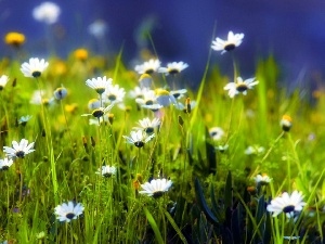 camomiles, grass, Meadow