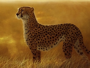 grass, Cheetah