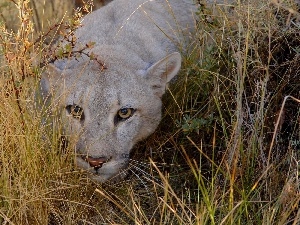 cougar, grass, lurking