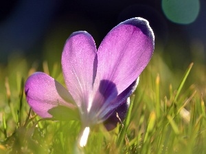 crocus, grass, Violet