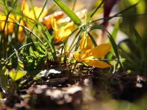crocuses, grass, Yellow