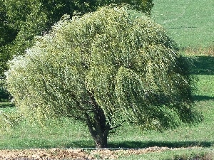Crying, grass, Willow
