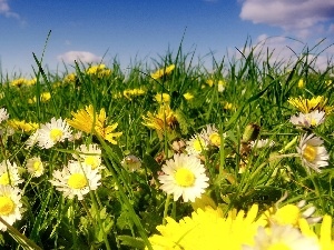 grass, daisies
