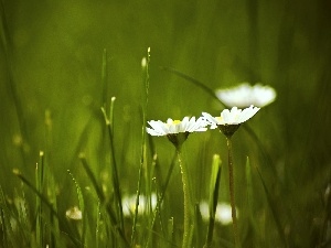 daisies, grass, Flowers