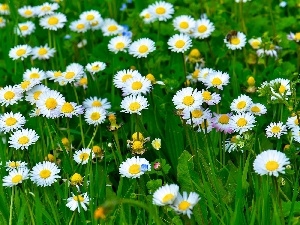 daisies, grass, Meadow