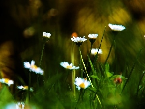 grass, daisies