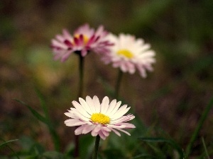 grass, daisy