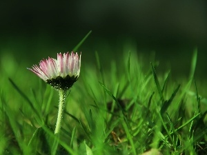 grass, daisy