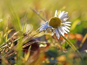 grass, daisy