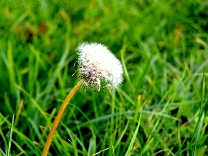 grass, dandelion