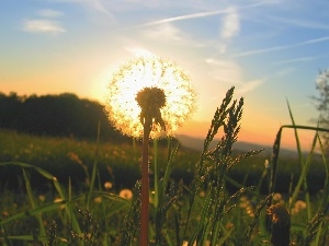 grass, dandelion