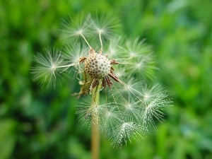 grass, dandelion