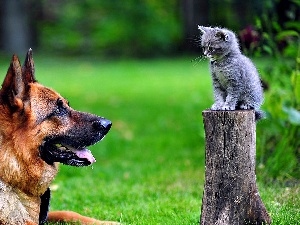 dog, grass, kitten