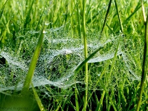 grass, Web, drops, Rosy