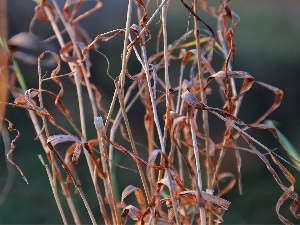 grass, dry