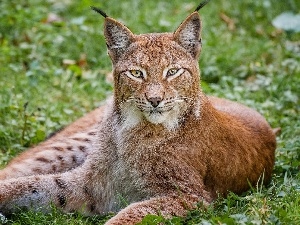 ears, grass, Lynx