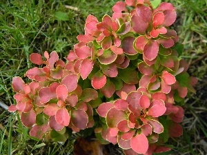 grass, Leaf, Euonymus, color