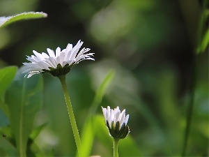 flakes, grass, daisies