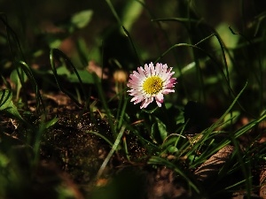 grass, Colourfull Flowers, daisy